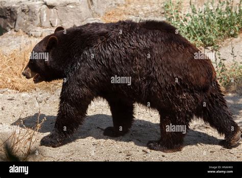 American Black Bear Ursus Americanus Stock Photo Alamy