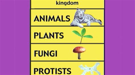 The Four Kingdoms Classification Of Living Things Classorbit