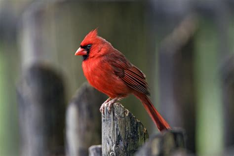 Perched Northern Cardinal This Is One Of The Wild Birds On Flickr