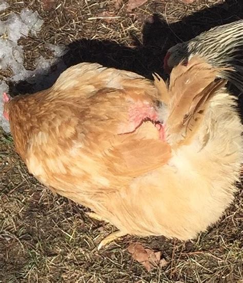Bald Spot On Back Of Hen Near Tail Feathers Backyard Chickens Learn