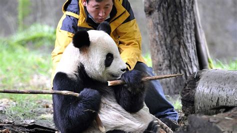Panda Action Photos Giant Pandas National Geographic Channel