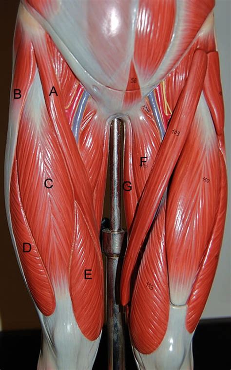 Muscles Of The Leg Human