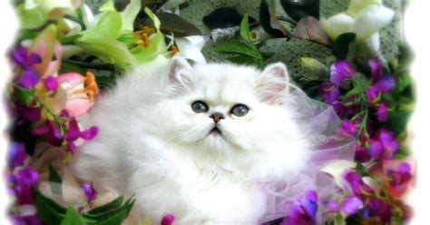Gambar Kucing Anggora Putih Lucu | Gambar kucing lucu, Wallpaper kucing