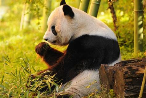 The Best Places To See Pandas In China On The Go Tours Us