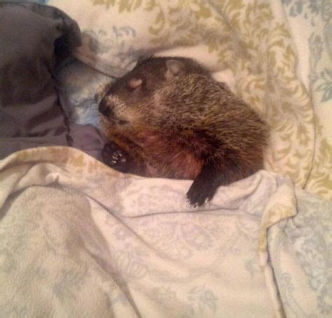Une marmotte aveugle évite la mort de peu, maintenant elle dort dans un