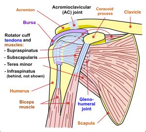 The shoulder muscles produce the characteristic shape of the shoulder and can be classified into two. Shoulder - Wikipedia