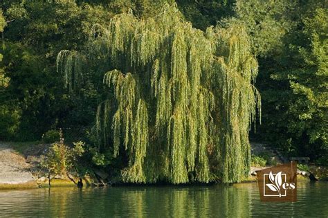 20 Trees That Look Like Weeping Willows With Various Foliage