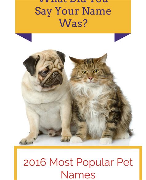 The Most Popular Cat And Dog Names Around The World A Guide To Naming