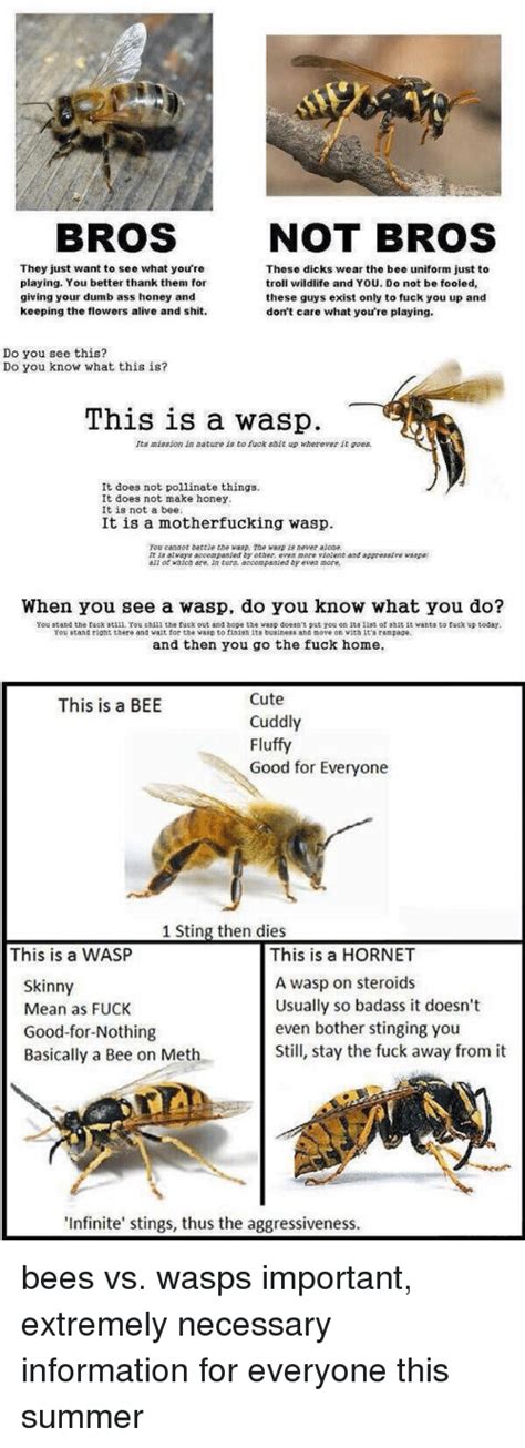 25 Best Memes About Bee Vs Wasp Bee Vs Wasp Memes