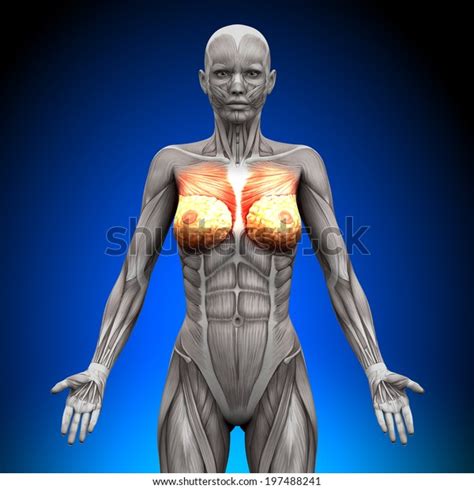 Even the strongest women usually have relatively thin pectoralis. Breasts Chest Pectoralis Major Minor Female Stock ...