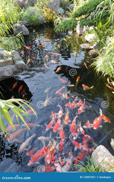 Fish Pond Stock Image Image Of Swim Landscaped Peacefully 12007021