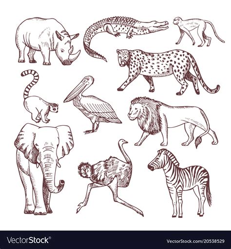 Hand Drawn Of African Animals Royalty Free Vector Image