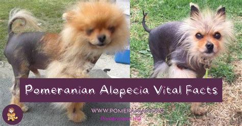 How Do You Know If Your Dog Has Alopecia