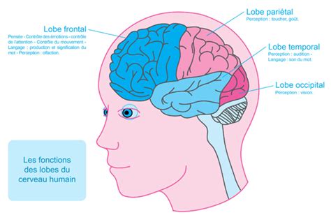anatomie du cerveau humain l anatomie du corps humain