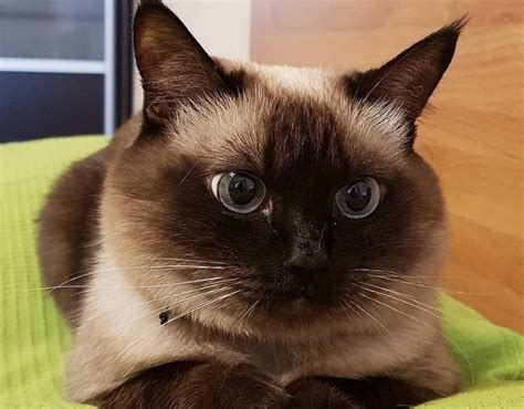 50 Female Siamese Cat Names The Paws