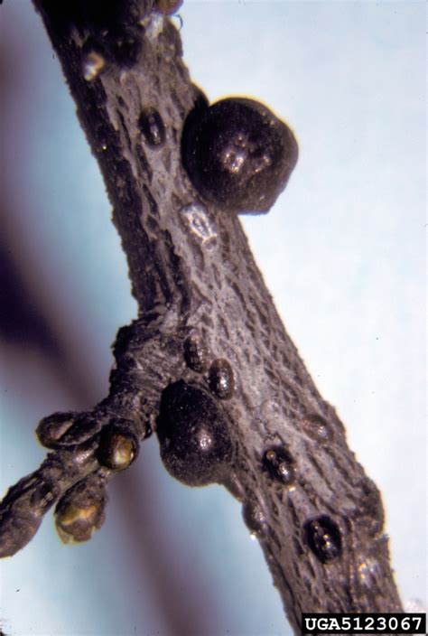 Soft Scale Eulecanium Kunoensis On Plumcherry Prunus Spp 5123067