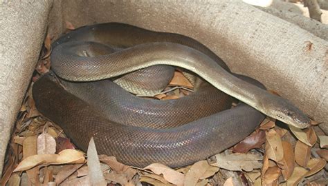 Olive Python Facts And Pictures Reptile Fact