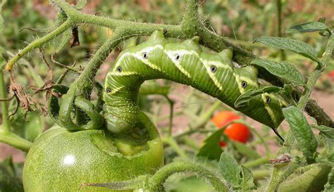 Ways To Control Tomato Hornworms Hobby Farms