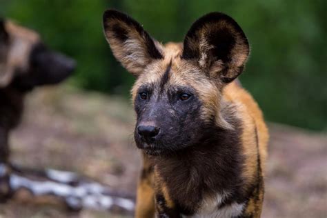 African Hunting Dogs Travel Guide Destination Uganda