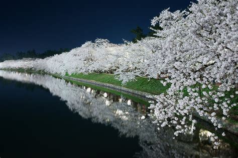 Landscape Sakura Trees Beauty Beautiful River Wallpapers Hd