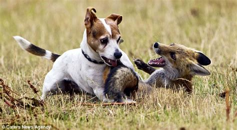 Orphaned Fox And Dog Become Best Friends Life With Dogs