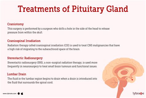 Pituitary Gland Human Anatomy Picture Functions Diseases And