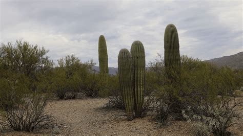 Sonoran Desert Wallpapers Top Free Sonoran Desert Backgrounds