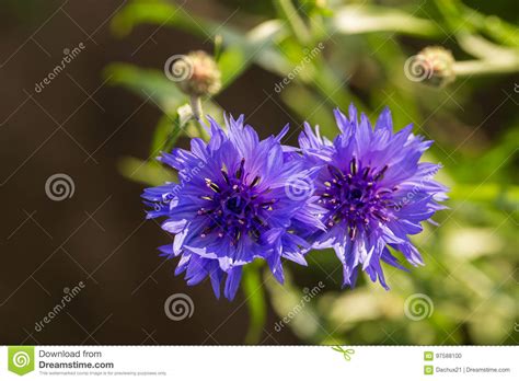 Beautiful Blue Cornflowers In The Garden Summer Flowers Blooming In
