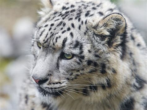 Image Result For Snow Leopard Face Snow Leopard Pictures Snow
