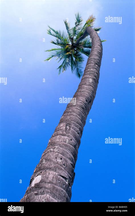 A Coconut Palm Tree Stock Photo Alamy
