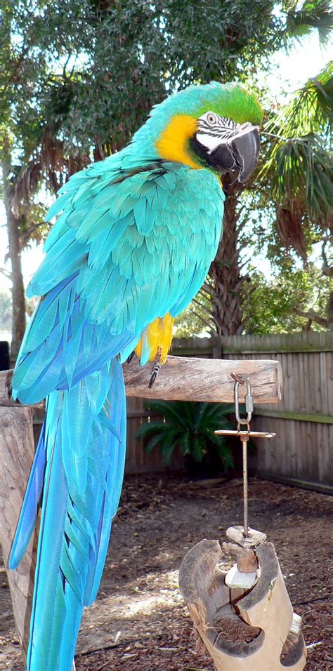 Rainbow Blue And Gold Macaw Availabe For Adoption Florida Parrot Rescue