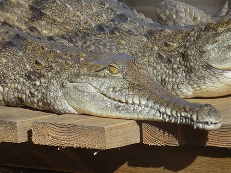 Freshwater Crocodile Crocodiles Of The World