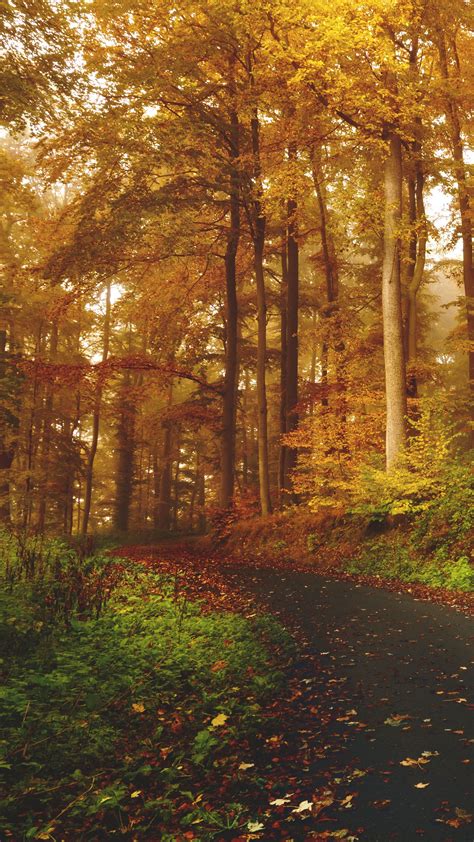 Download Wallpaper 2160x3840 Autumn Trees Forest Trail Samsung