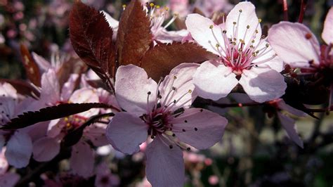 Pink Spring Flower 1366 X 768 Hdtv Wallpaper