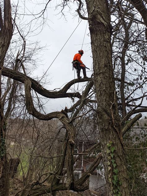 Tree Climbers Elevated Tree Care Wexford Pa