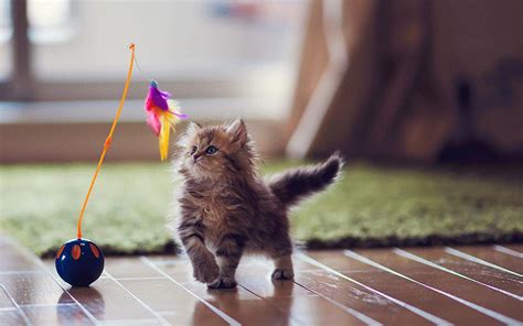 How To Entertain A Kitten 6 Simple Games Tips And Ideas