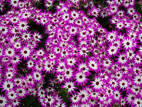 Closeup Of Beautiful Small Purple And White Daisy Like Flowers