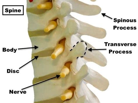 Transverse Process Spine Fracture