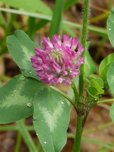 Two Common Clovers Identify That Plant