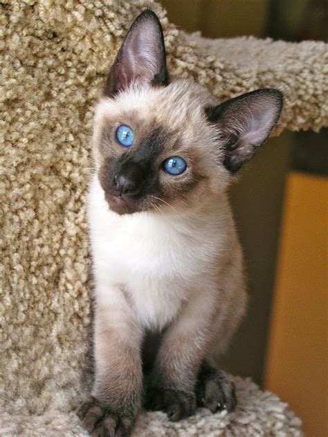 Breeders Of Siamese Kittens Available For Sale Siamese Kittens Raised