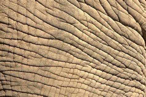 Wrinkled Human Skin Texture Elephant Skin Textures Texture