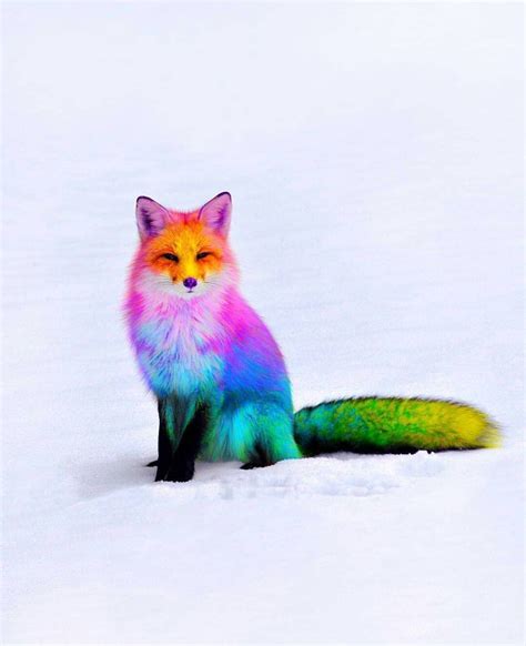 Fabulous Rainbow Fox Cute Little Animals Cute Funny Animals Cute