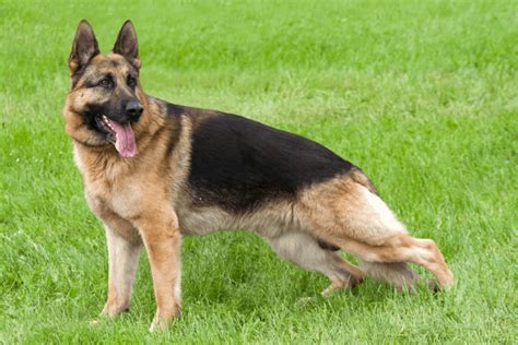 Are Long Haired German Shepherds Hypoallergenic