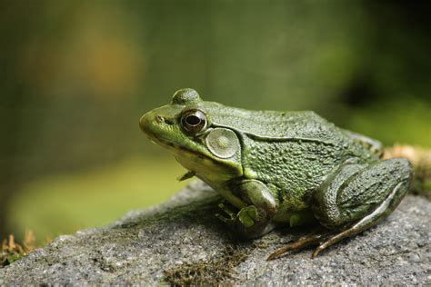 Frogs Are Disappearing Should We Be Panicking