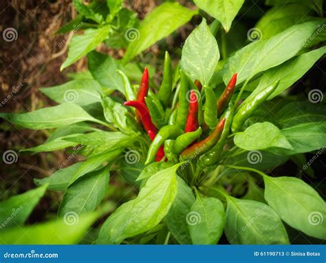 Chili Flower Stock Image Image Of Organic Agriculture 61190713