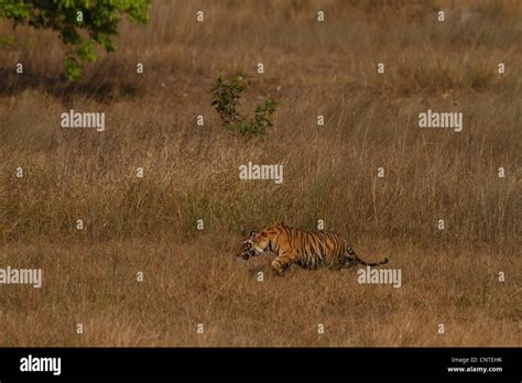 Tiger Cubs In Bandhavgarh National Park India Stock Photo Alamy