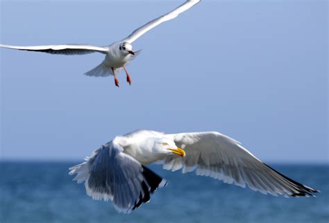 Free Photo Flying Seagulls Animal Bird Flying Free Download Jooinn