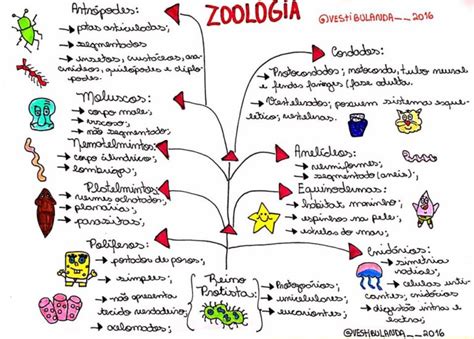 Zoologia Resumos E Mapas Mentais Infinittus