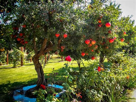 Pomegranate Tree Epuzzle Photo Puzzle