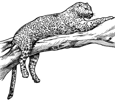 Realistic Leopard Pages Coloring Pages